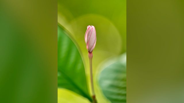 真の覚醒とは、眼の前に起きる出来事に「動じないこと」 真の覚醒とは、眼の前に起きる出来事に「動じないこと」