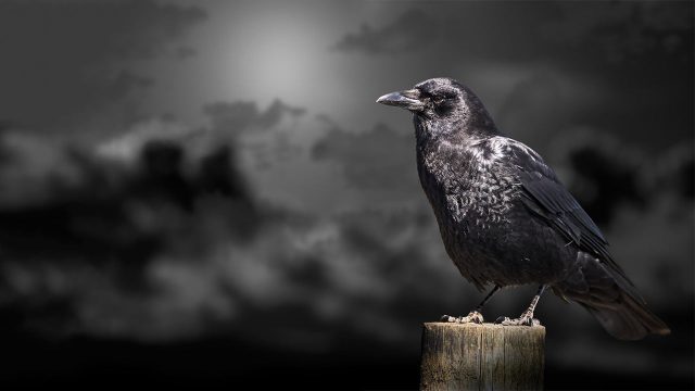 人間の闇は毛嫌いすると世界に闇が増えるのだ・・! 人間の闇は毛嫌いすると世界に闇が増えるのだ・・!
