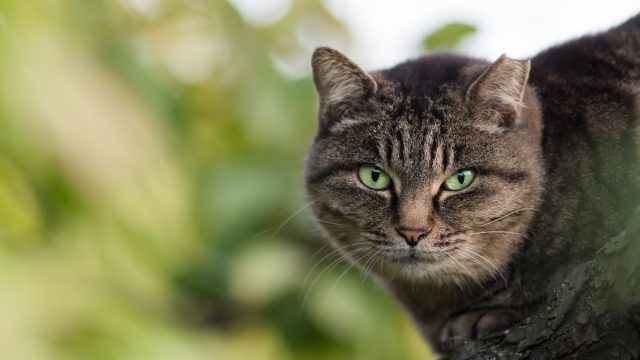 黒い烏と黒い猫に教えてもらって危機一発!ギリギリセーフ! 黒い烏と黒い猫に教えてもらって危機一発!ギリギリセーフ!