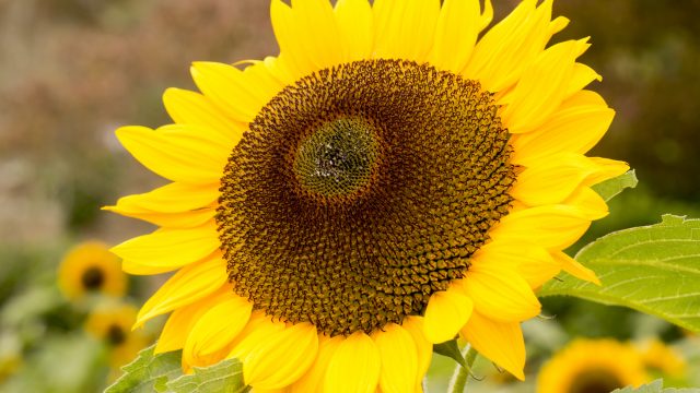 宇宙は「トーラス体」でできている!人間もその一部として花を咲かせよう! 宇宙は「トーラス体」でできている!人間もその一部として花を咲かせよう!
