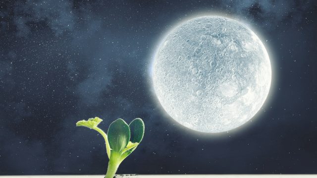 死と再生の儀式=クリスマスイブは静粛に過ごすこと。 死と再生の儀式=クリスマスイブは静粛に過ごすこと。