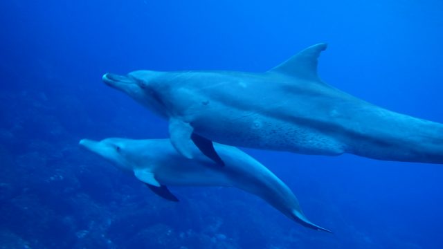 人間は何故自由に生きられないのか?エゴに縛られる人間たち・・。 人間は何故自由に生きられないのか?エゴに縛られる人間たち・・。